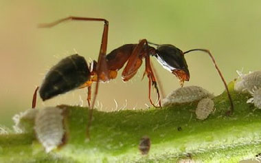 Ants 2